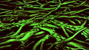 dragon ball super lost episode compilation of cheelai and broly scenes part 3 final 😍