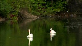Caylian Curtis, Do You Want a Lesbian Moment with Divinity Love Outdoors?
