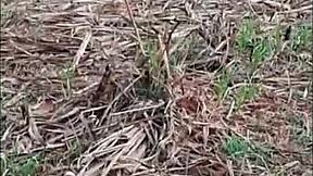 small latina teen feels intense pleasure in sugarcane field fucking