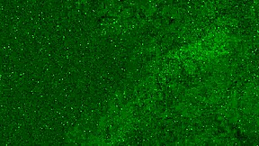 Crazy 18 YO Girl Pees on Public Beach in Wet Panties